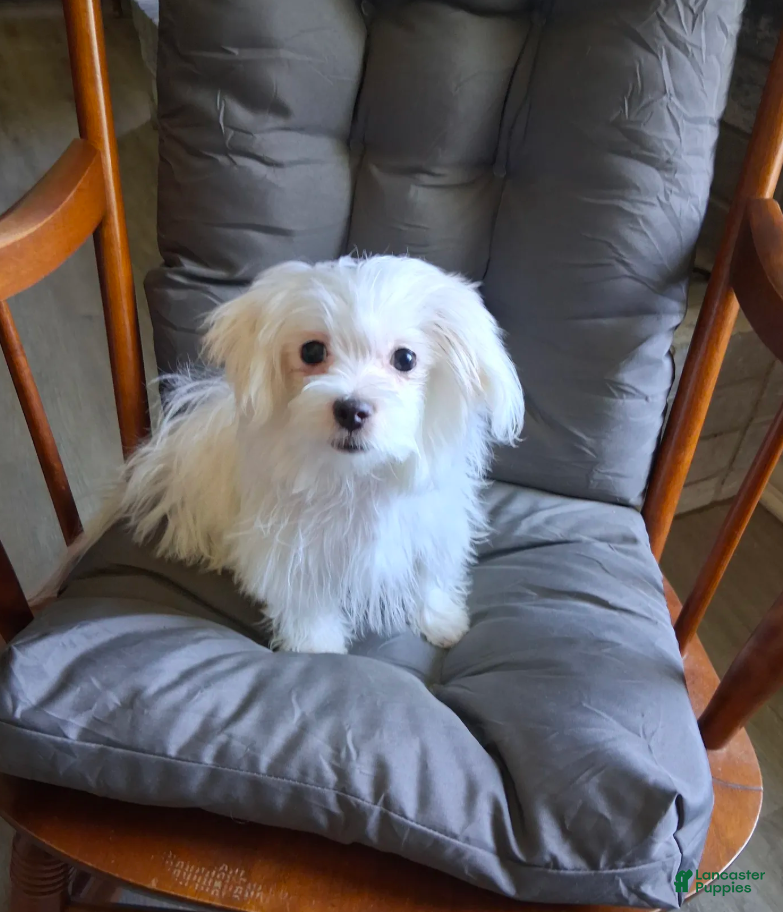 Maltese dogs for sale: Eli  - Ad 3