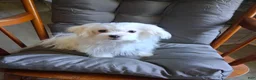 Maltese dogs for sale: Eli  - Ad 1