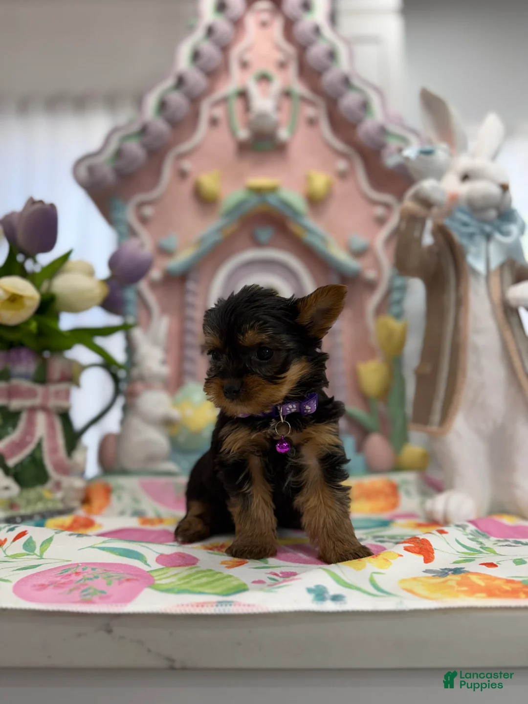 Yorkshire Terrier dogs for sale: Teacup faith - Ad 4
