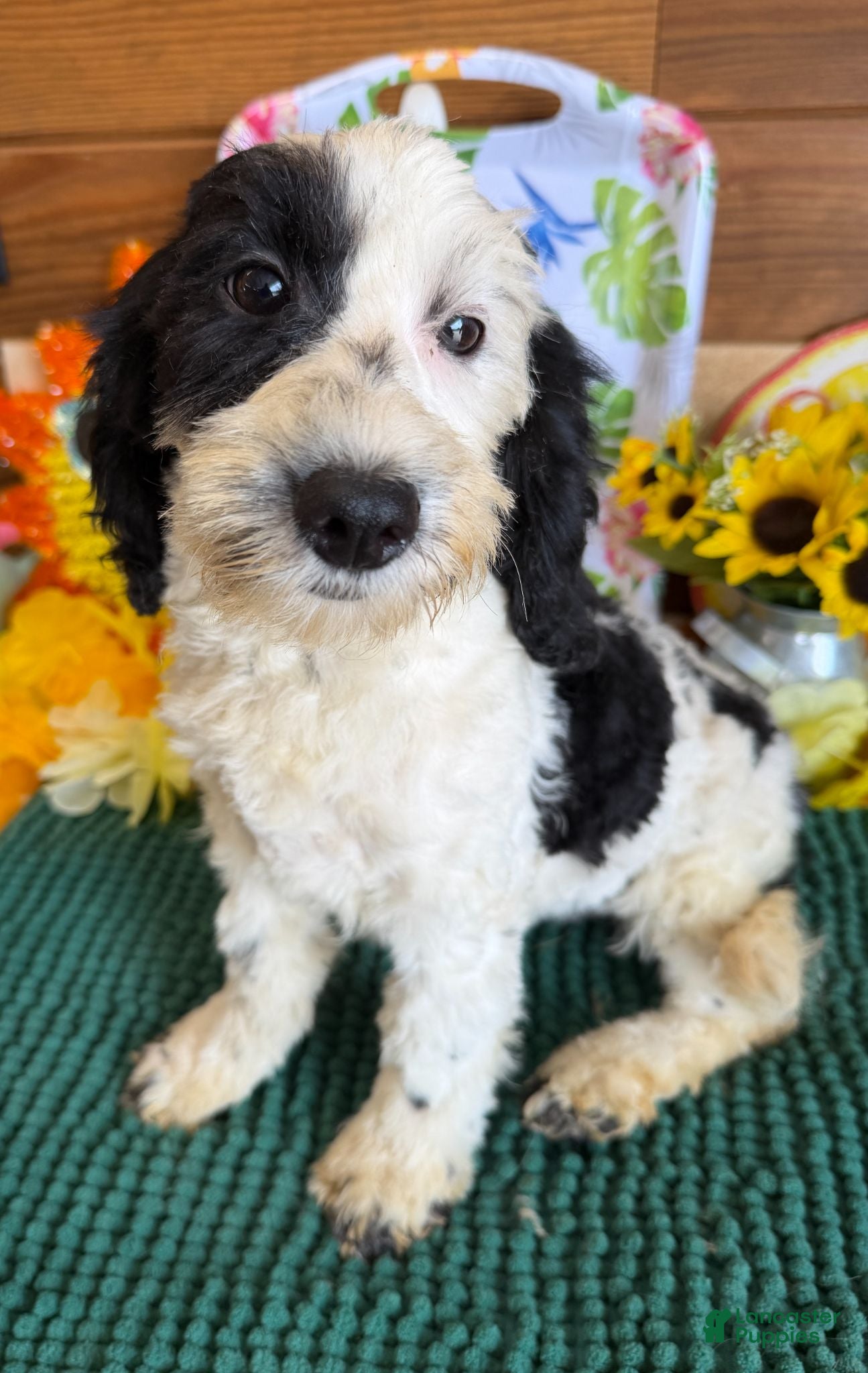 Labradoodle dogs Oreo - Ad 34