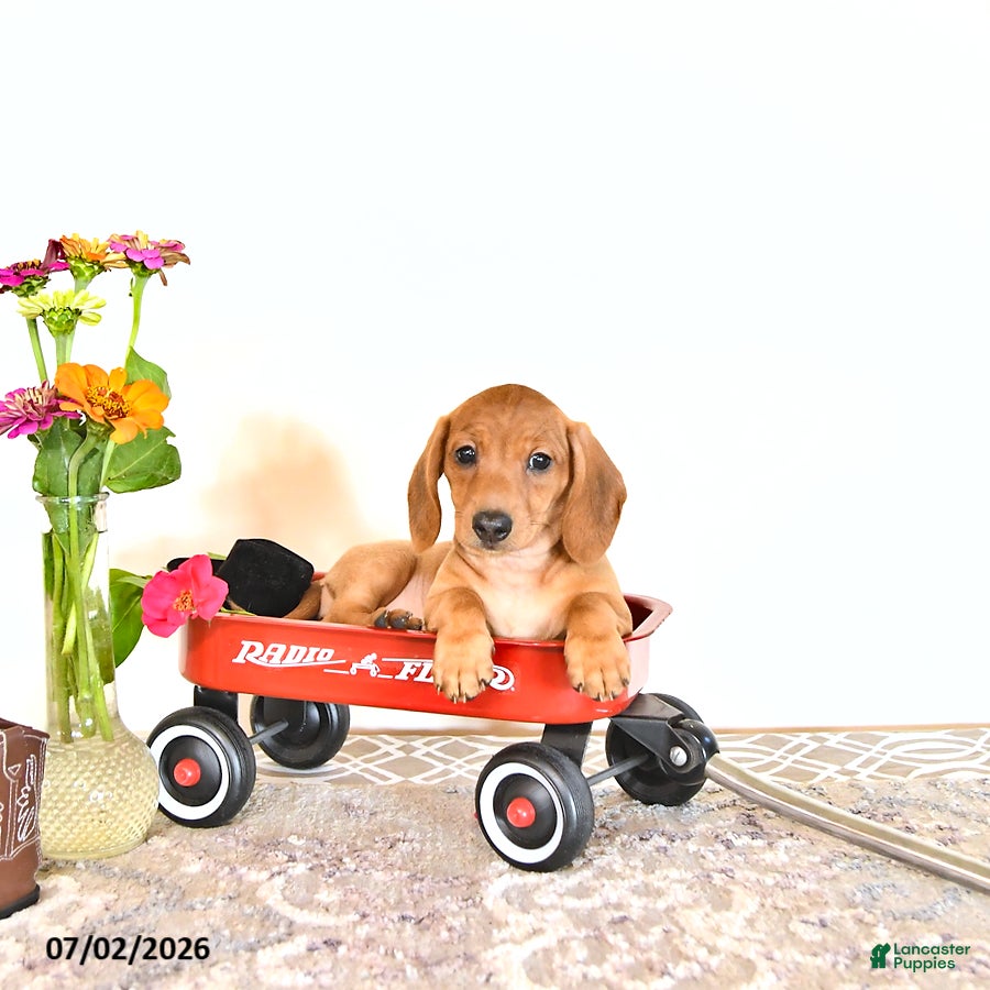 Miniature Dachshund dogs Sally - Ad 1