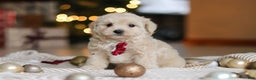 Maltipoo dogs for sale: Kevin - Ad 4