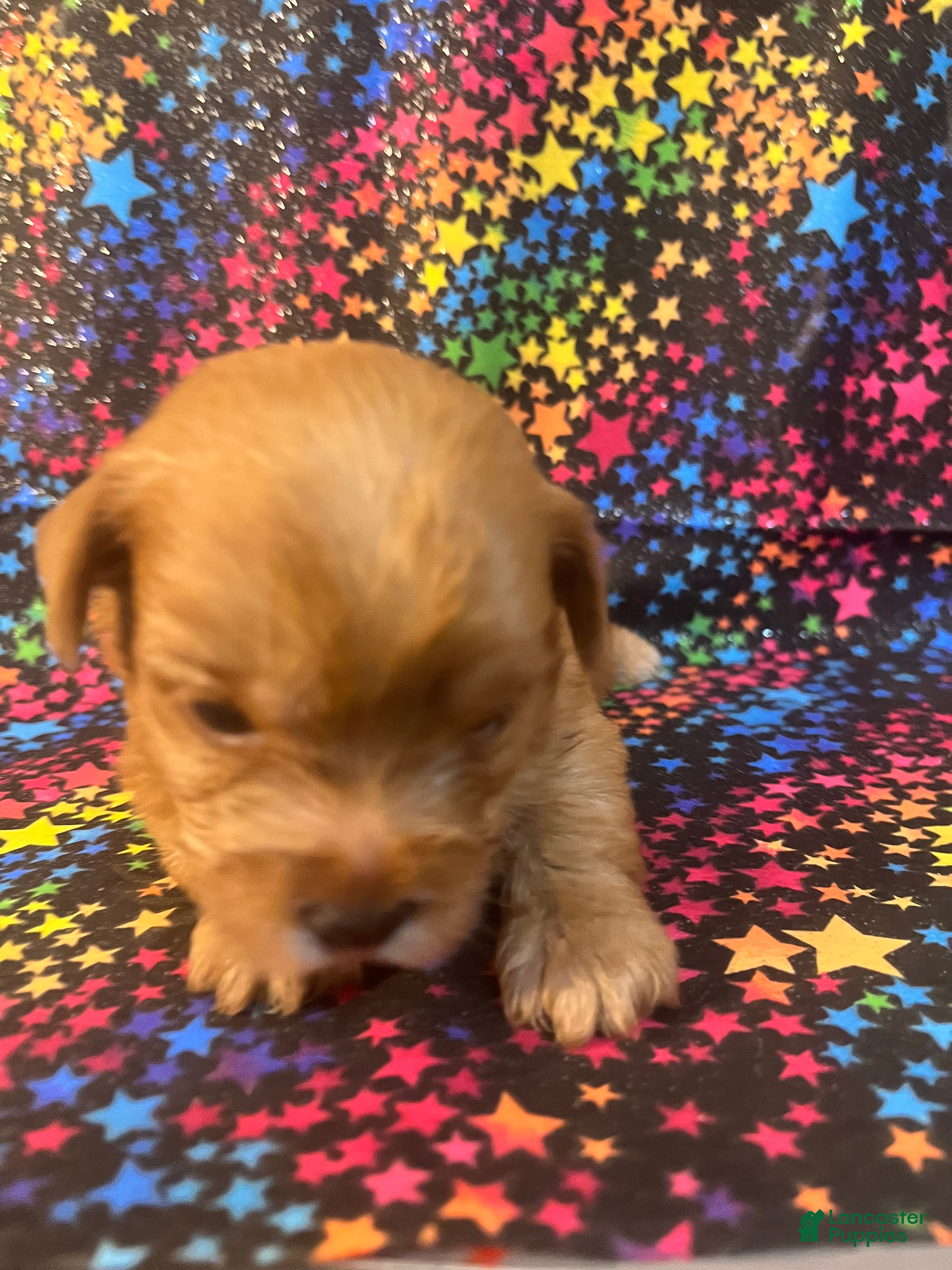 Yorkshire Terrier dogs Gold dust Yorkshire Terrier female 1 - Ad 32