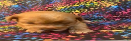 Yorkshire Terrier dogs for sale: Gold dust Yorkshire Terrier female 1 - Ad 1