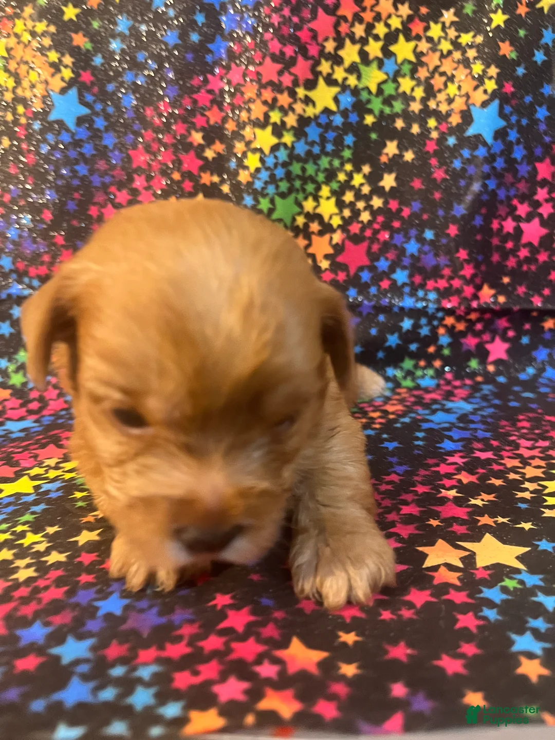 Yorkshire Terrier dogs for sale: Gold dust Yorkshire Terrier female 1 - Ad 1