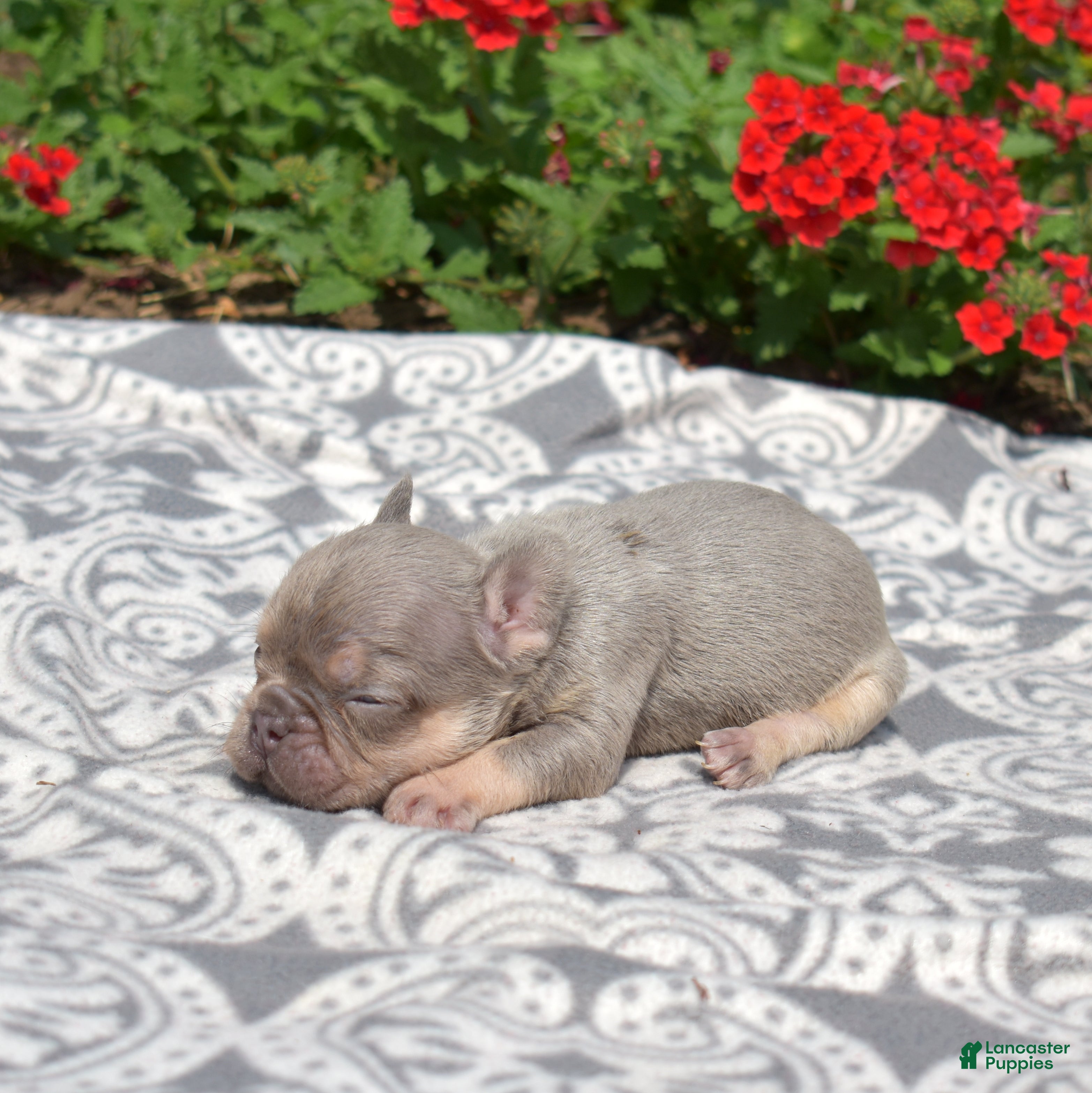 French Bulldog dogs Bleu - Ad 2