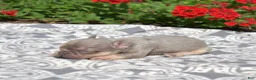 French Bulldog dogs for sale: Bleu - Ad 2