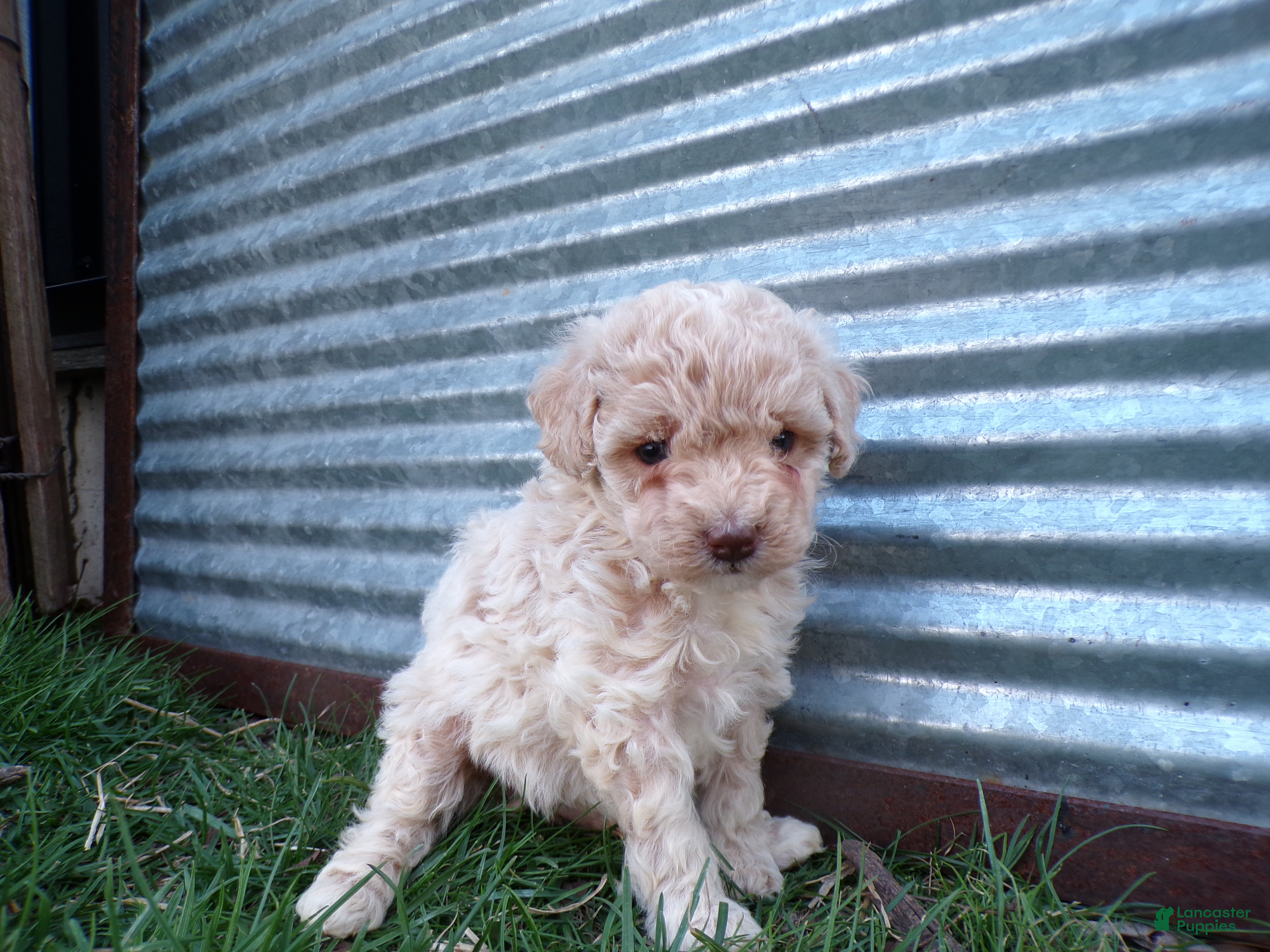 Toy Poodle dogs Rex - Ad 2