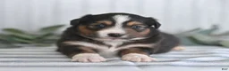 Miniature Australian Shepherd dogs for sale: Gerald  - Ad 4