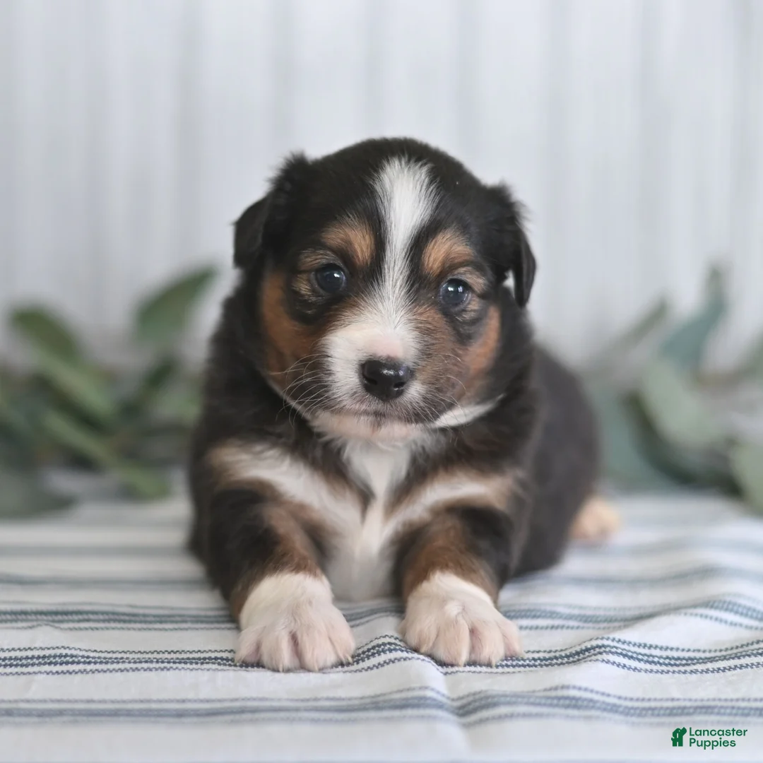 Miniature Australian Shepherd dogs for sale: Gerald  - Ad 4