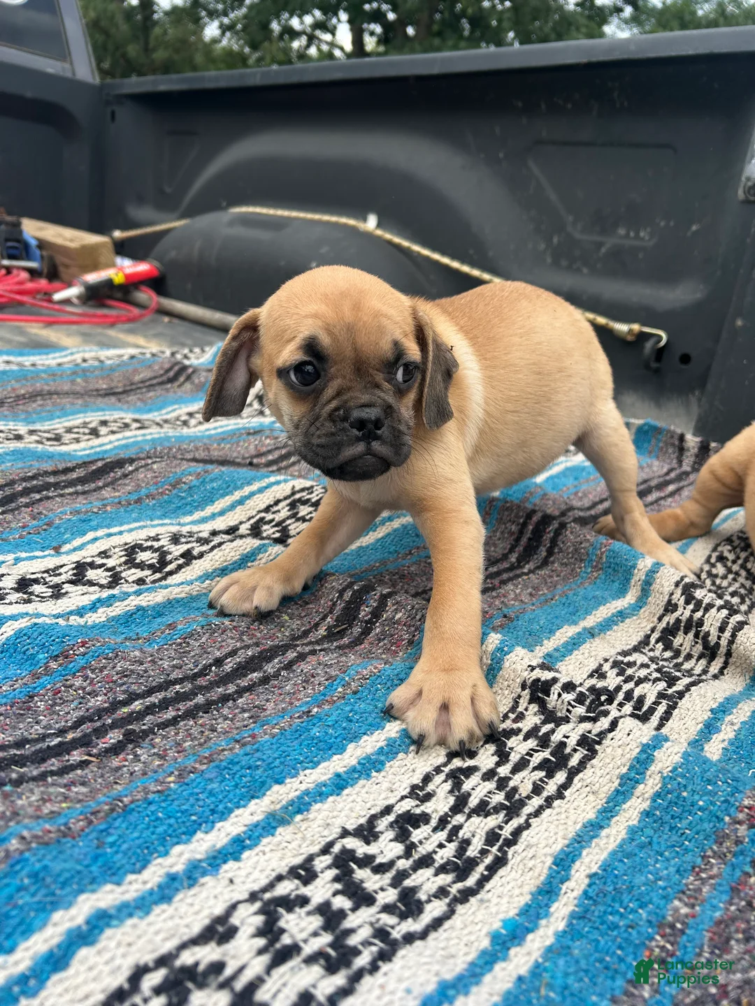 Puggle dogs for sale: Turbo  - Ad 2