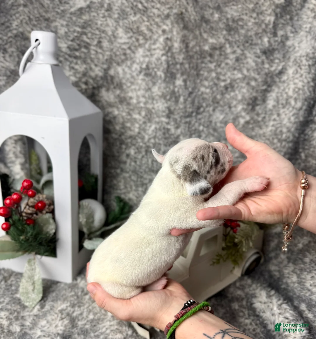 Great Dane dogs for sale: Blue Fawnquin Headed Pied (Heavy Euro) - Ad 18