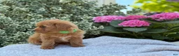Toy Poodle dogs for sale: Pixie - Ad 6