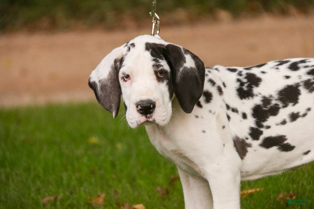 Great Dane dogs Carmen Great Dane  - Ad 2