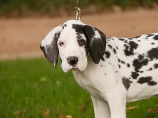 Great Dane dogs Carmen Great Dane - Ad 2