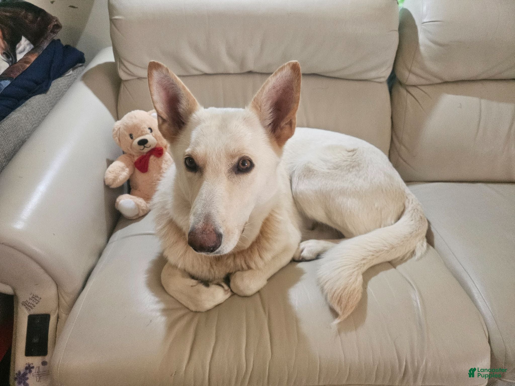 German Shepherd dogs German Shepherd Puppy 1 - Ad 2
