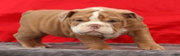 English Bulldog dogs for sale: Sam - Ad 6