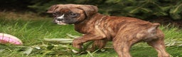 Boxer dogs for sale: Boxer Puppy 4 - Ad 7