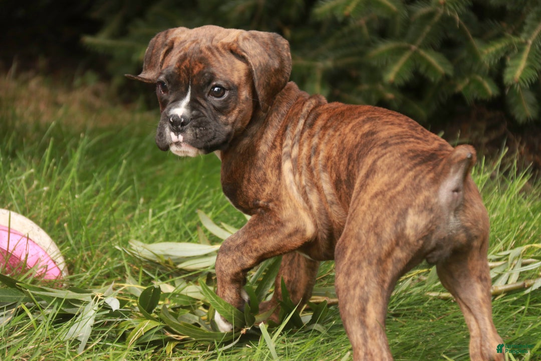 Boxer dogs for sale: Boxer Puppy 4 - Ad 7