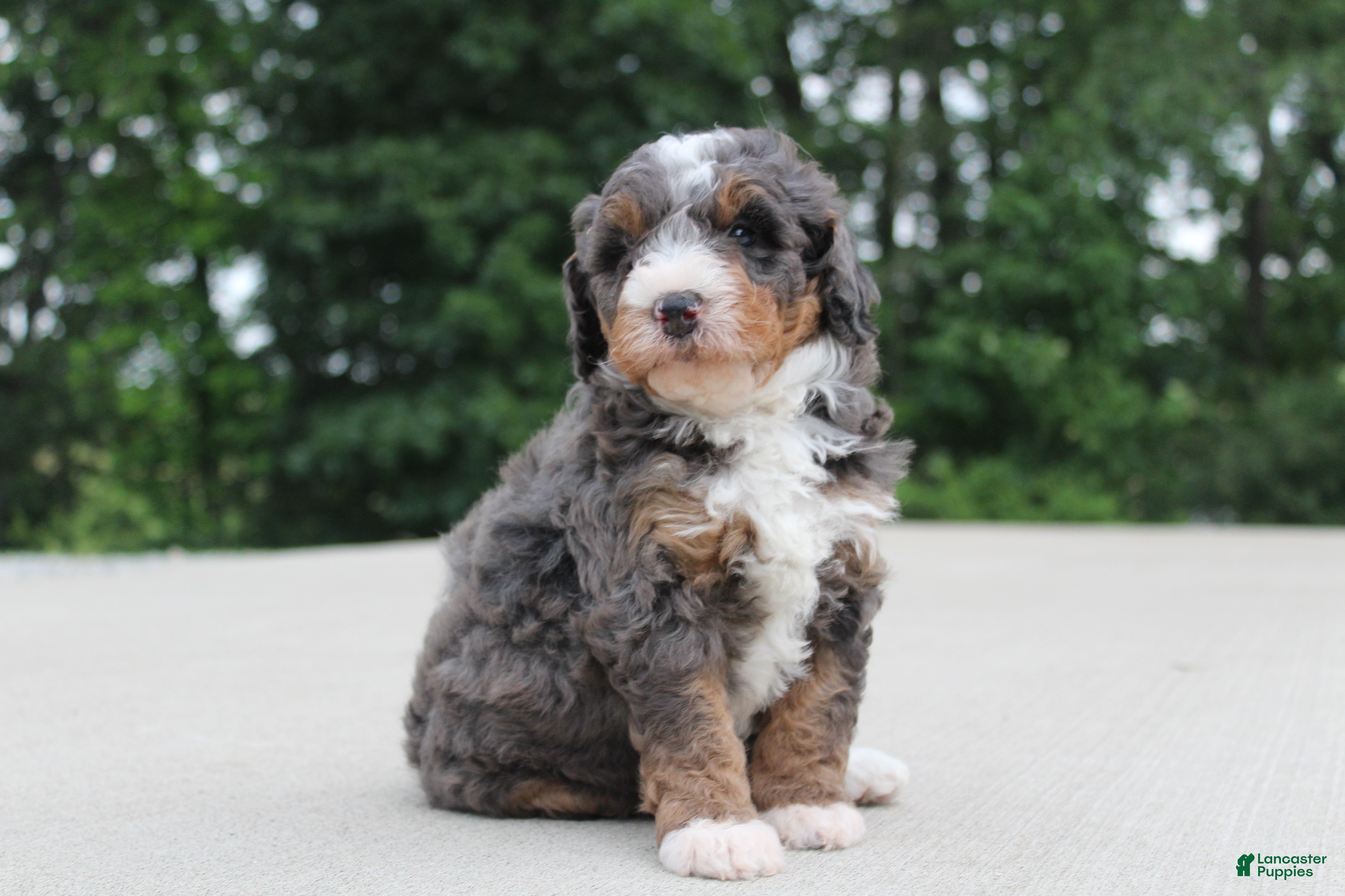 Mini Bernedoodle dogs Benji - Ad 2