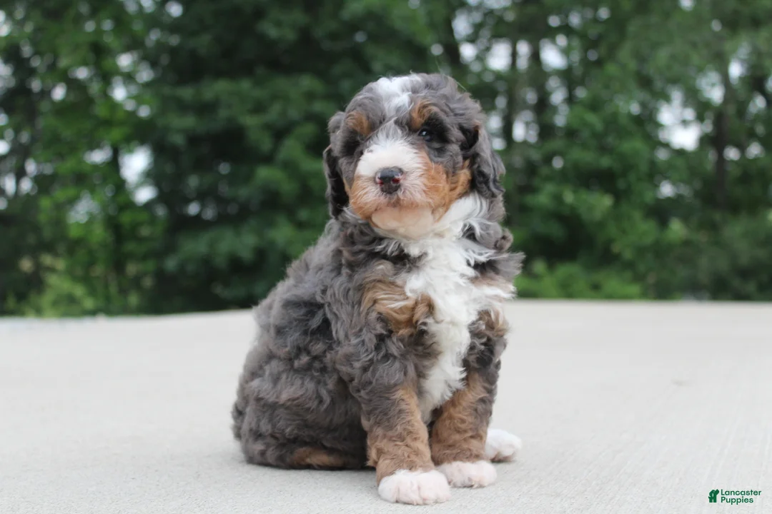 Mini Bernedoodle dogs for sale: Benji - Ad 2