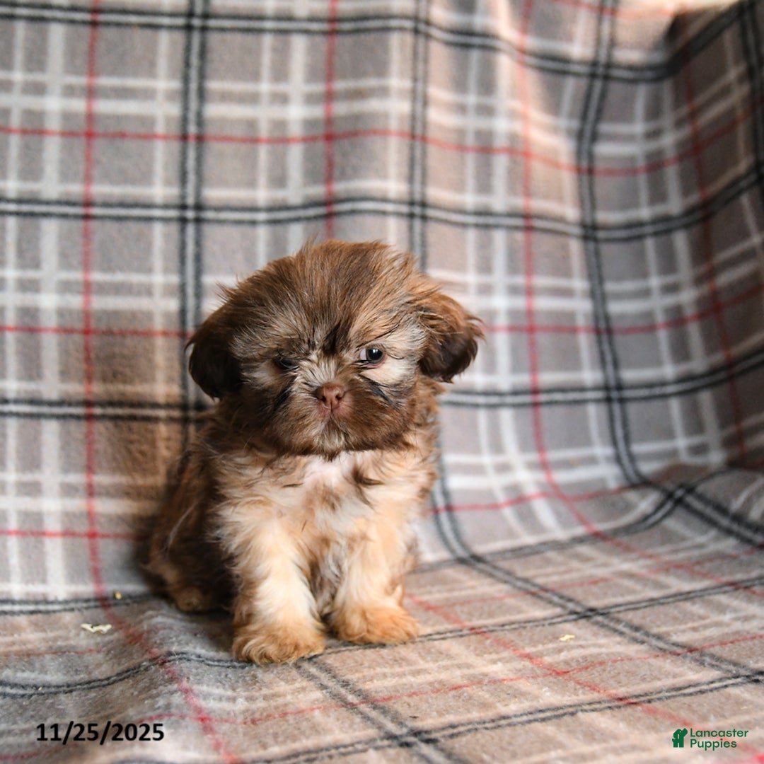 Shih Tzu dogs for sale: Cody - Ad 4