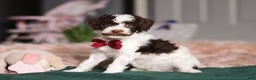 Miniature Poodle dogs for sale: Dallas - Ad 3
