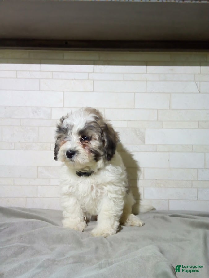 Maltipoo dogs Gordon - Ad 1