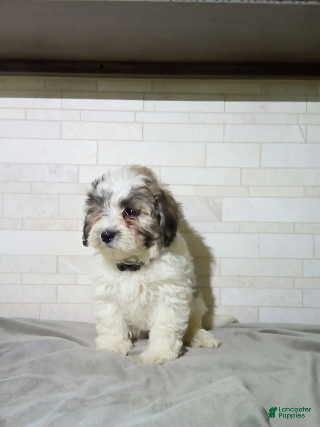 Maltipoo dogs for sale: Gordon - Ad 1