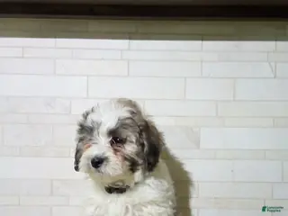 Maltipoo dogs for sale: Gordon - Ad 2