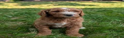 Goldendoodle dogs for sale: Suzy - Ad 11