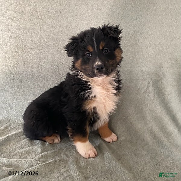 Australian Shepherd dogs Sammy - Ad 24