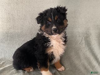 Australian Shepherd dogs Sammy - Ad 24