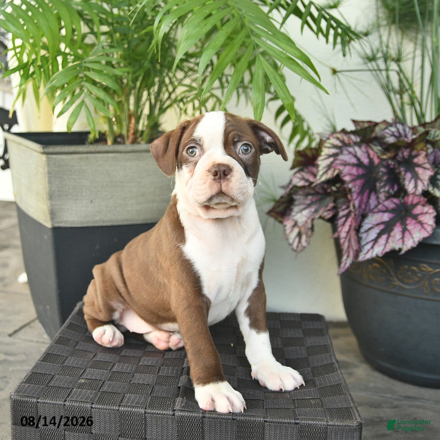 Boston Terrier dogs Ryder  - Ad 1