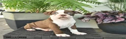 Boston Terrier dogs for sale: Ryder  - Ad 1