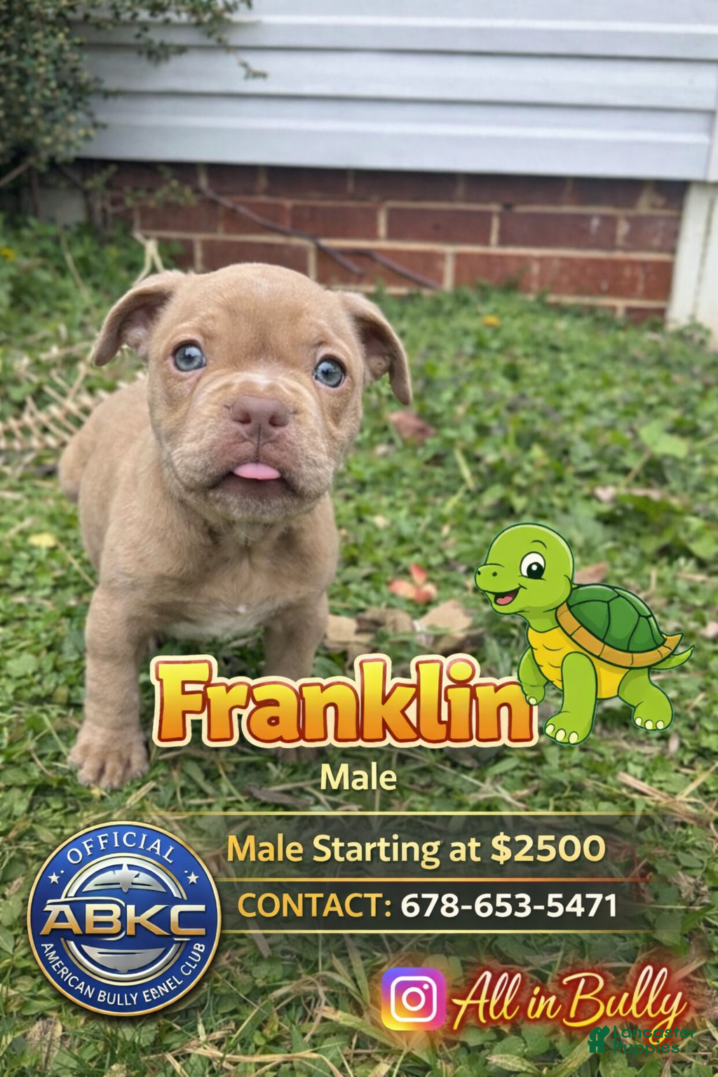 American Bully dogs Franklin - Ad 19