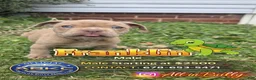 American Bully dogs for sale: Franklin - Ad 1