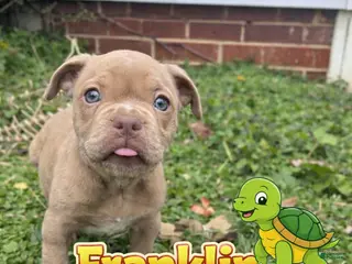 American Bully dogs Franklin - Ad 19