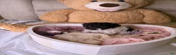 Cockapoo dogs for sale: Khloé - Ad 3