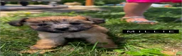 Mixed Breed dogs for sale: Millie - Ad 2
