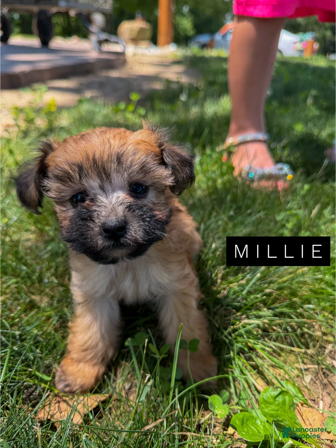 Mixed Breed dogs for sale: Millie - Ad 2
