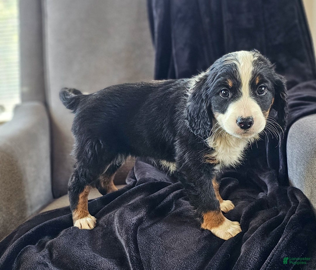 Mini Bernedoodle dogs for sale: Ivy - Ad 3