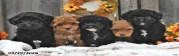 Shihpoo dogs for sale: Milo - Ad 5