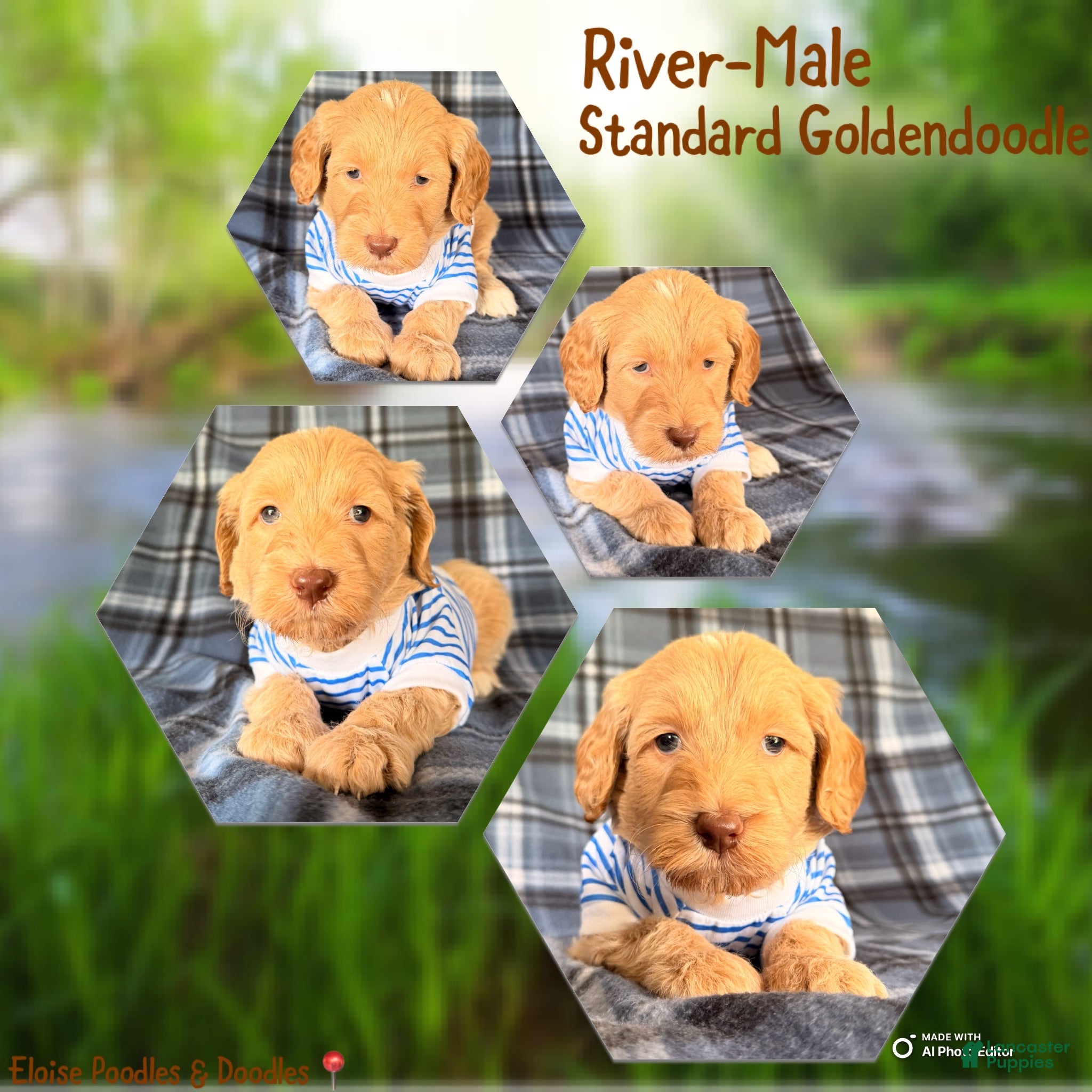 Goldendoodle dogs River - Ad 1