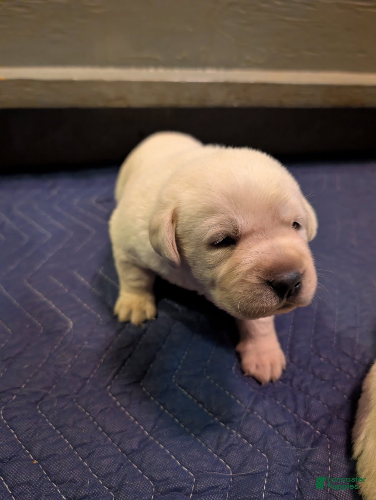 Labrador Retriever dogs Labrador Retriever Boy - Ad 2