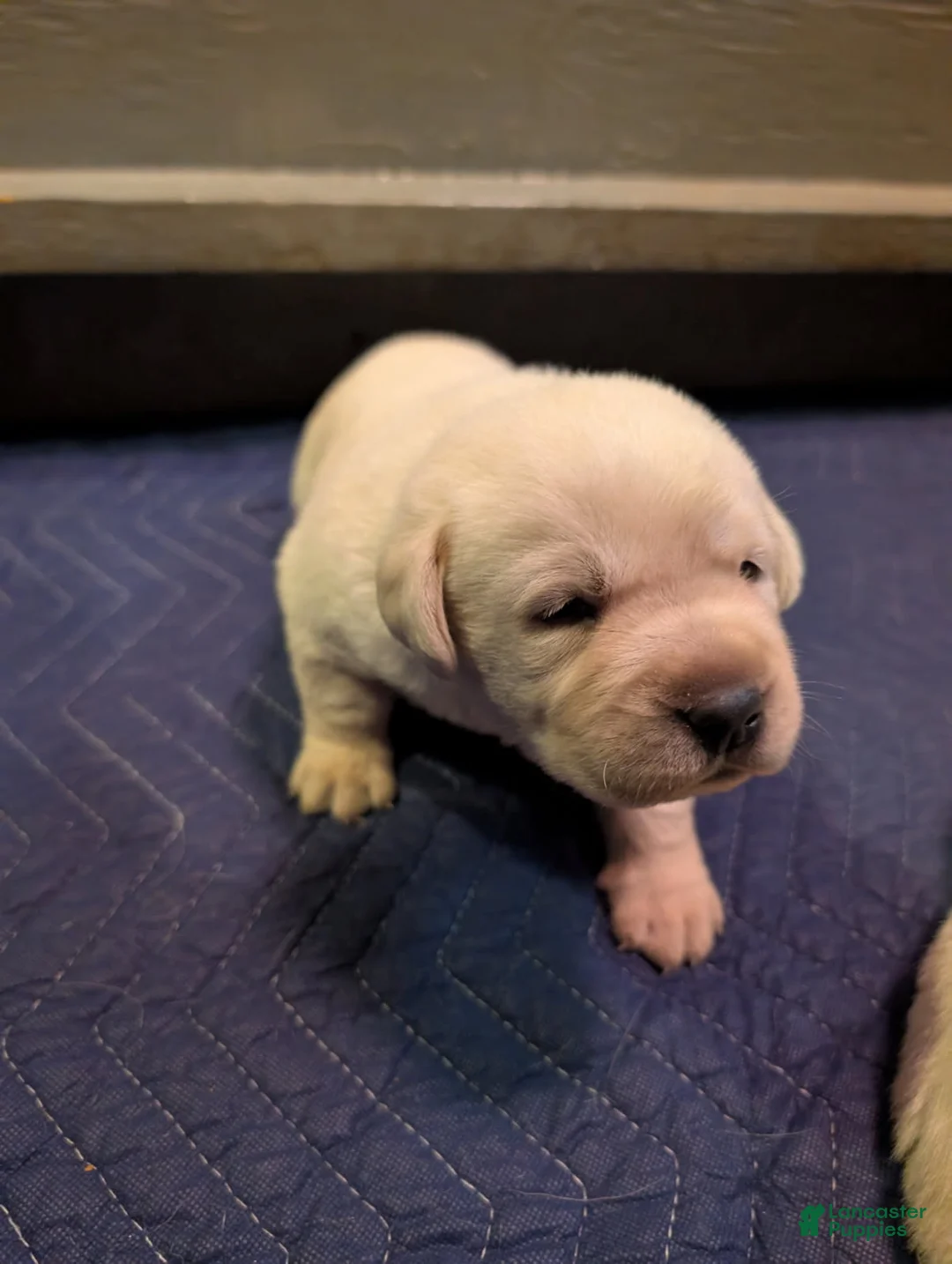 Labrador Retriever dogs for sale: Labrador Retriever Boy - Ad 2