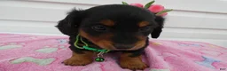 Miniature Dachshund dogs for sale: Miniature Dachshund Puppy 2 Dottie - Ad 4
