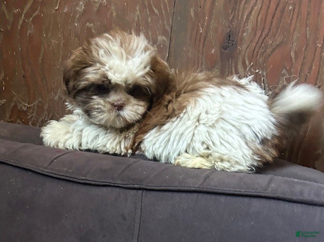 Shih Tzu dogs Shih Tzu Puppy 1 - Ad 1