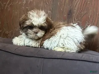 Shih Tzu dogs Shih Tzu Puppy 1 - Ad 27