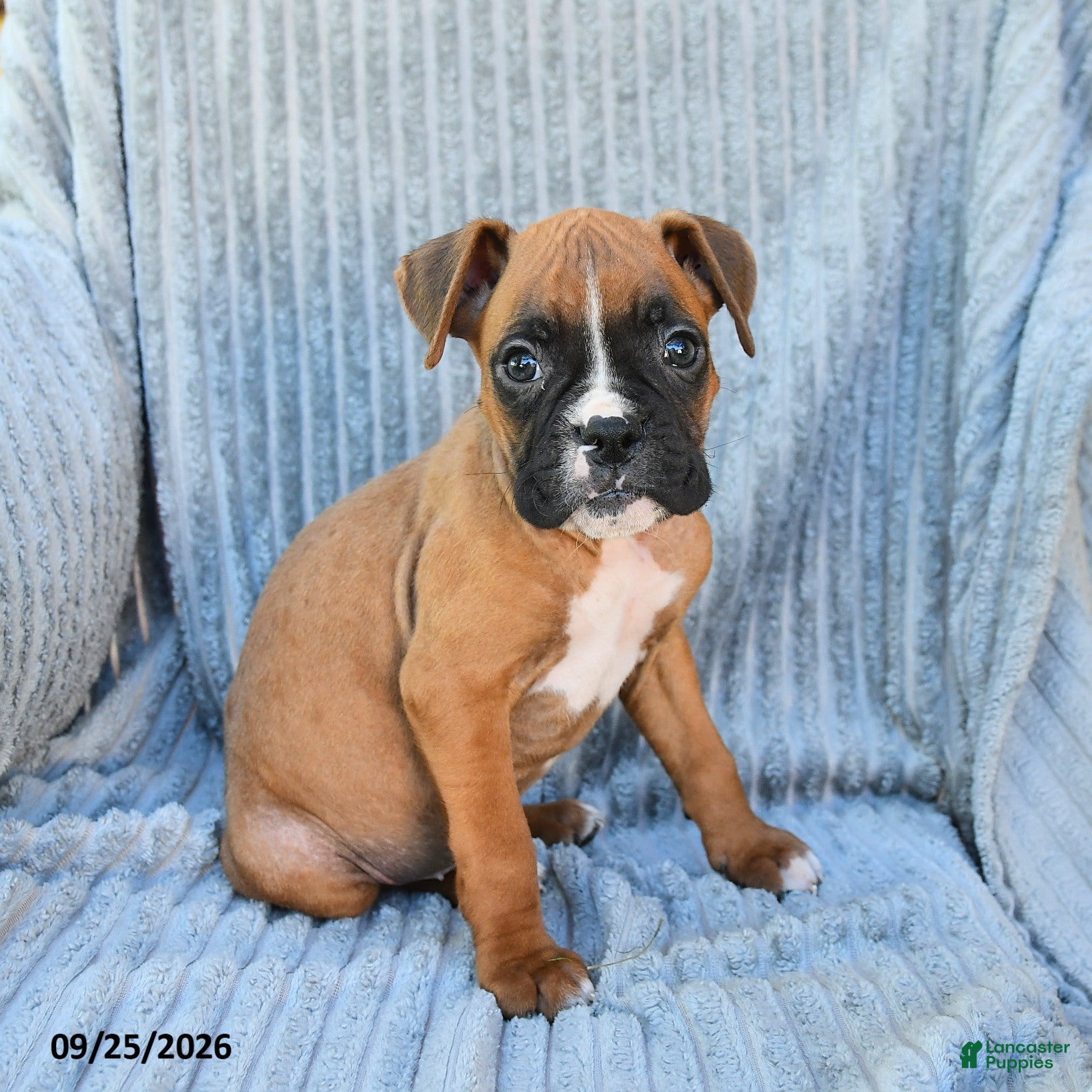 Boxer dogs for sale: Brock - Ad 1